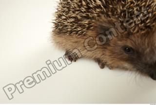 Hedgehog - Erinaceus europaeus  0073